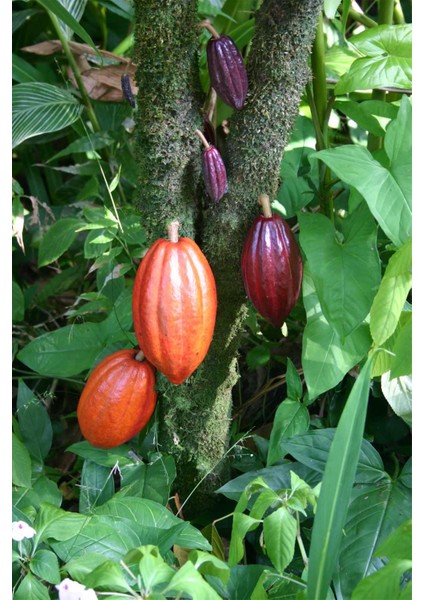 Toz Kakao 100 gr fırsatları