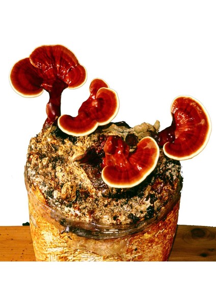 Reishi Mantarı Tozu Ganoderma Lucidum 1000 gr