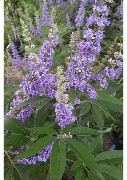 Tane Hayıt Tohumu 250 gr fırsatları