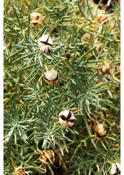 Üzerlik Tohumu 1 kg fırsatları