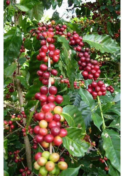 Yeşil Kahve Çekirdek Çiğ Tane 500 gr Doğal Taze fırsatları