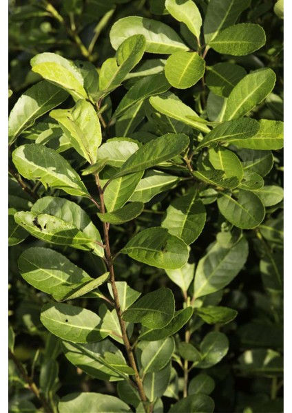 Mate Yaprağı Mate 250 gr Doğal Taze fırsatları