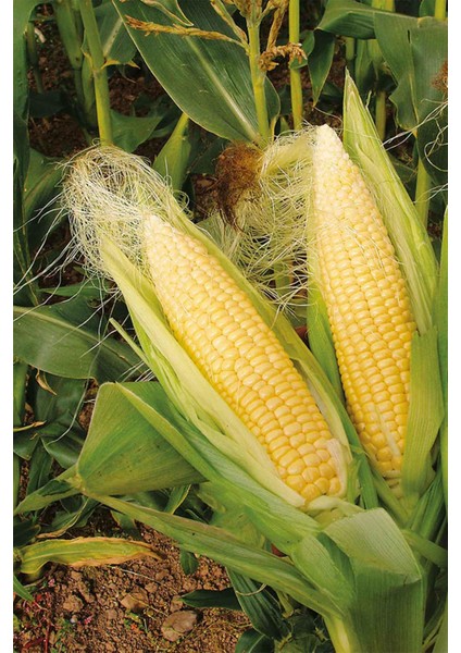 Mısır Püskülü 150 gr Doğal Taze modelleri