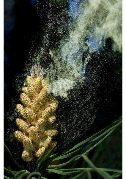 Toz Polen 100 gr fırsatları