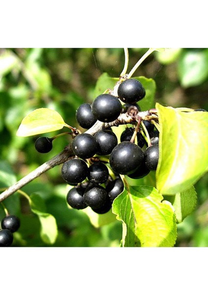 Acı Çehre Tohumu (Akdiken Tohumu) 3 x 10 gr modelleri