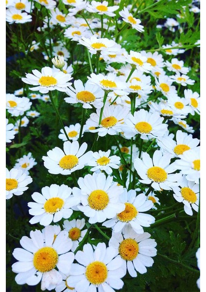 Papatya Çiçeği (Beyaz Papatya) 150GR Doğal Taze fırsatları