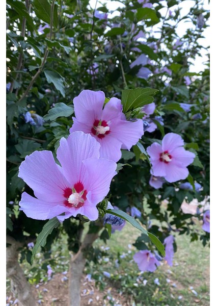 Hatmi - Hatmi Çiçeği - Gül Hatmi Çiçeği 500 gr Doğal Taze modelleri