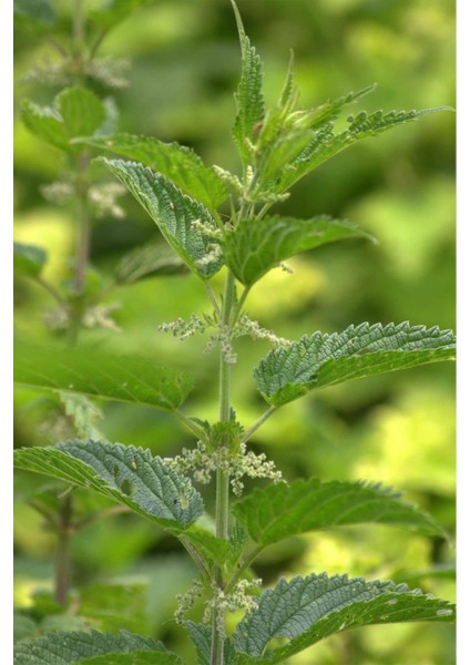 Tane Isırgan Tohumu 500 gr fırsatları