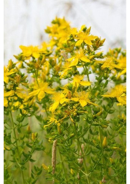 Sarı Kantaron 1000 gr Doğal Taze fırsatları