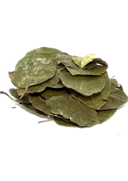 Avokado Yaprağı 500 gr Doğal Taze modelleri