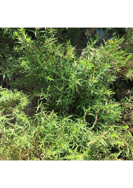 Tüplü Kekik (Zahter) Fidanı 2 Adet