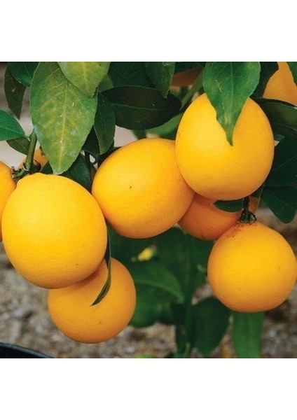 Tüplü Aşılı Saksılık Bodur Mayer Limon 3 Yaş Boy 50-60 cm