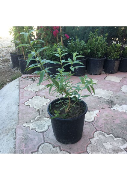 Saksıda Kokulu Limon Otu Melisa Fidanı
