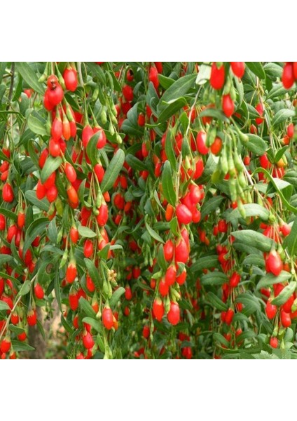 Goji Berry Fidanı Tüplü