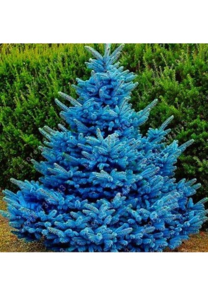 3 Yaş Büyük Tüpte Mavi Ladin Fidanı 60-80 cm