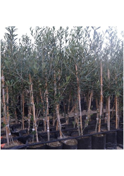 Tüplü Arbequina Bodur Ispanyol Zeytin Fidanı 2 Yaş(Meyve Verme Durumunda)