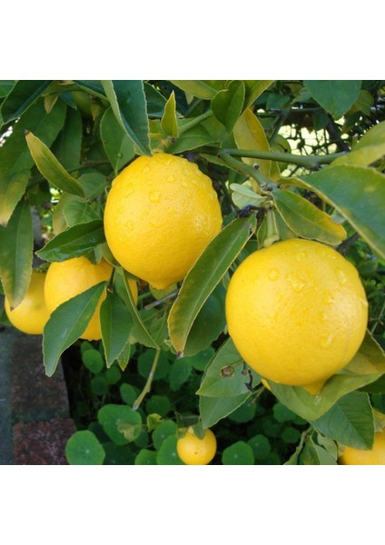 Tüplü Saksılık Bodur Zagara Limon Fidanı