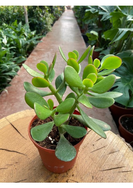 Crassula Ovata Para Çiçeği Para Çiçeği