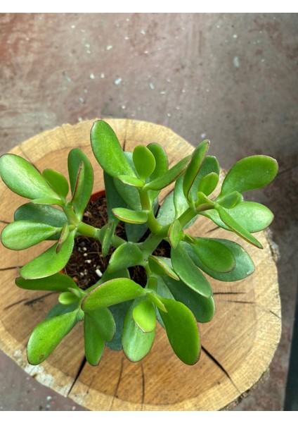 Crassula Ovata Para Çiçeği Para Çiçeği