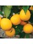 Tüplü Aşılı Saksılık Bodur Mayer Limon 3 Yaş Boy 50-60 cm 1