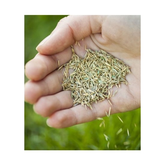 Grass Seed Ithal Çim Tohumu 1 kg Fiyatı Taksit Seçenekleri