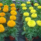 Plantistanbul İri Top Kadife Karışık Renk Çiçek Tohumu +50 Adet