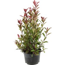 Plantistanbul Alev Çalısı 40-60 cm, Saksıda