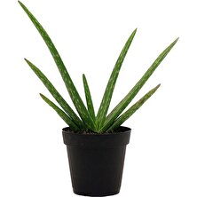 Plantistanbul Aloe Vera Barbadensis Miller Orta Boy, Saksıda