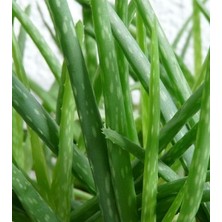 Plantistanbul Aloe Vera Barbadensis Miller Büyük Boy, Saksıda