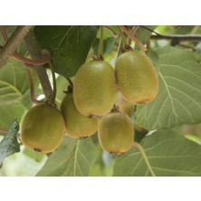 Plantistanbul 4 Adet Dişi + 1 Adet Erkek Hayward Kivi Fidanı Paketi, Saksıda