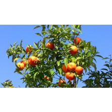 Fidanistanbul Bodrum Mandalina Fidanı, Saksıda