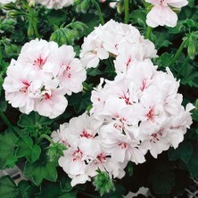 Plantistanbul, Pelargonium peltatum Sakız Sardunya, Saksıda