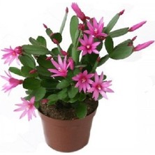 Berceste Peyzaj Yılbaşı Çiçeği Schlumbergera (Yılbaşı Kaktüsü)