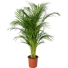 Bercestepeyzaj Areka Bitkisi (Palmiye Areca 130 Cm - Salon Palmiyesi) - Saksılı