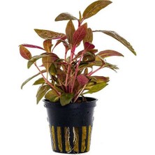 Alternanthera Rosaefolia Saksı Canlı Bitki