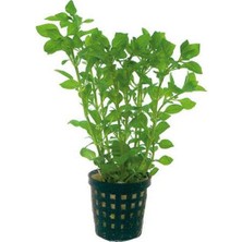 Ludwigia Palustris Green Saksı Canlı Bitki