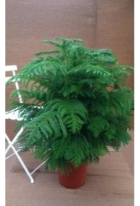 Metalize kalpli kapı ve fon perdesi, 1 x 1,8 mt Çam Ağacı Fidanı Fiyatları ve Modelleri - Hepsiburada