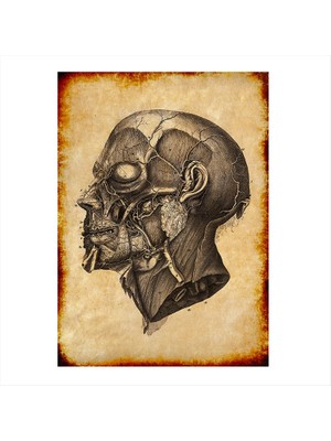 Cakasepetim Ahşap Tablo Insan Kafası Anatomisi