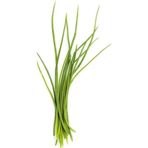 Mutlu Sebzeler Şiniklav Frenk Soğanı 25gr'lık 1 paket