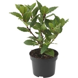 Defne Fidanı, 20-40 cm, Saksıda