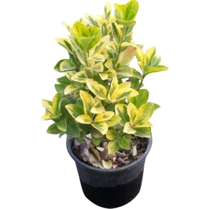 Taflan Fidanı, Saksıda