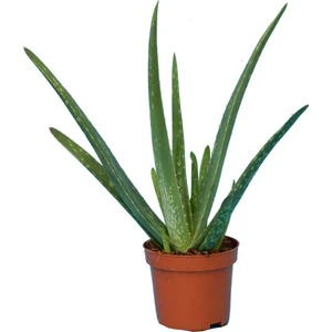 Aloe Vera Barbadensis Miller Büyük Boy, Saksıda