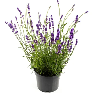 Lavandula Angustifolia, Saksıda