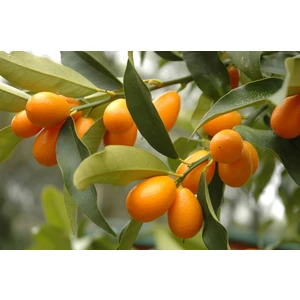 Citrus fortunella Kumquat Kamkat Fidanı, +120 cm, + 5 Yaş Saksıda