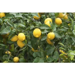 Bodur Limon Fidanı, Saksıda