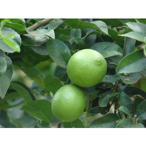 Tahiti Lime Limonu Fidanı, Saksıda