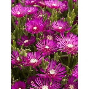 Plantistanbul, Mesembryanthemum Roseum Acem Halısı,Saksıda