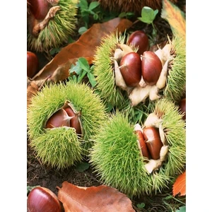 Kemer Kestane Fidanı, Saksıda