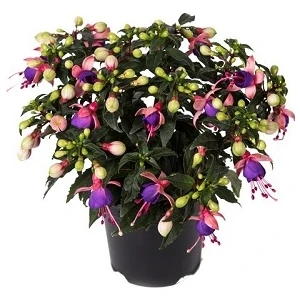 Plantistanbul, Fuchsia Küpeli Çiçeği , Saksıda