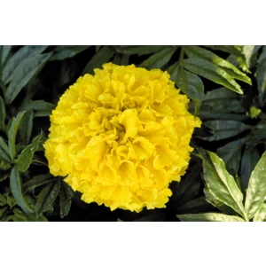 Top Kadife Çiçeği Sarı Renk Çiçek Tohumu +- 50 Adet